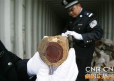 廣東黃埔海關(guān)查獲走私印度紫檀木784根[圖]