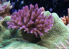 水族照明基礎(chǔ)知識
