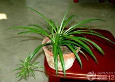 家居風水植物：吊蘭的風水擺放注意事項