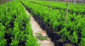 家居風(fēng)水植物：紅豆杉的風(fēng)水?dāng)[放及作用