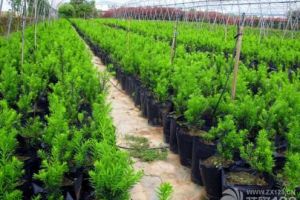 家居风水植物：红豆杉的风水摆放及作用