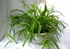 家居風(fēng)水植物與五行之間的關(guān)系