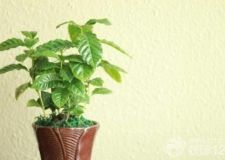 家居風(fēng)水植物的選擇：臥室風(fēng)水植物禁忌