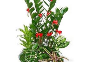 陽臺風水植物