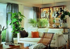 錯誤室內(nèi)植物擺放風水壞家運