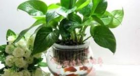 水培綠蘿的養(yǎng)殖方法