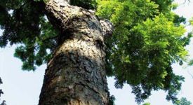 黃花梨家具的優(yōu)缺點