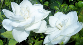 梔子花怎么養(yǎng)梔子花有毒嗎