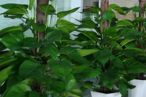 家庭空气的绿色小帮手室内水生植物鉴赏