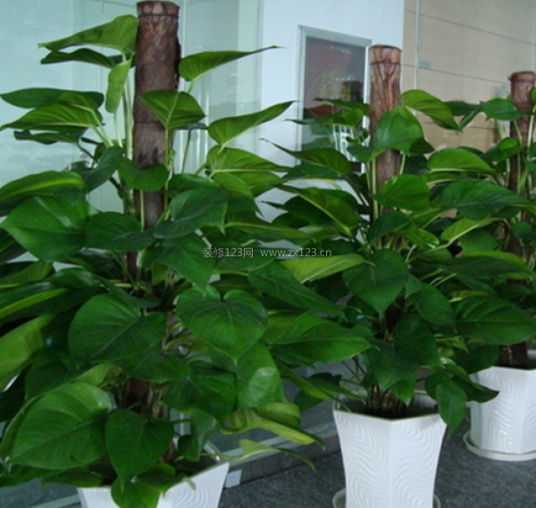 室内装饰植物