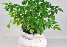 常見的居家盆栽&mdash;&mdash;幸福樹怎么養(yǎng)