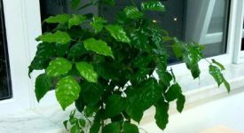 有幸福含義的幸福樹怎么養(yǎng)