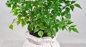 常見的居家盆栽——幸福樹怎么養(yǎng)