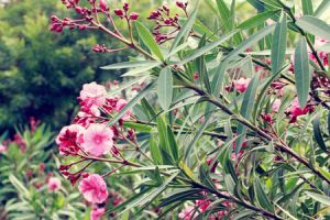 屋顶花园里适合种些什么植物