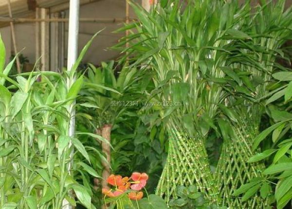 室內(nèi)裝飾植物