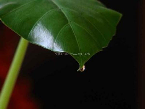 室內(nèi)裝飾植物