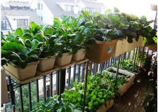 怎么在家种植蔬菜？家庭阳台菜园来帮您