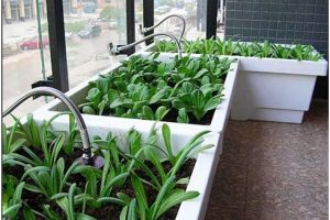 室内阳台种植的方法