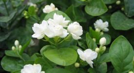 茉莉花怎么養 有何注意要點