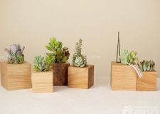 家居風(fēng)水植物之&ldquo;生旺&rdquo;風(fēng)水植物