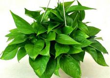 深圳裝修去甲醛 植物去甲醛