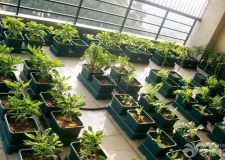陽臺菜園設(shè)計的注意事項
