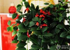 陽(yáng)臺(tái)藤蔓植物有哪些可以選擇