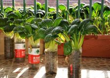 2015最新陽臺上的菜園設計