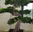 别墅庭院榕树盆景图片