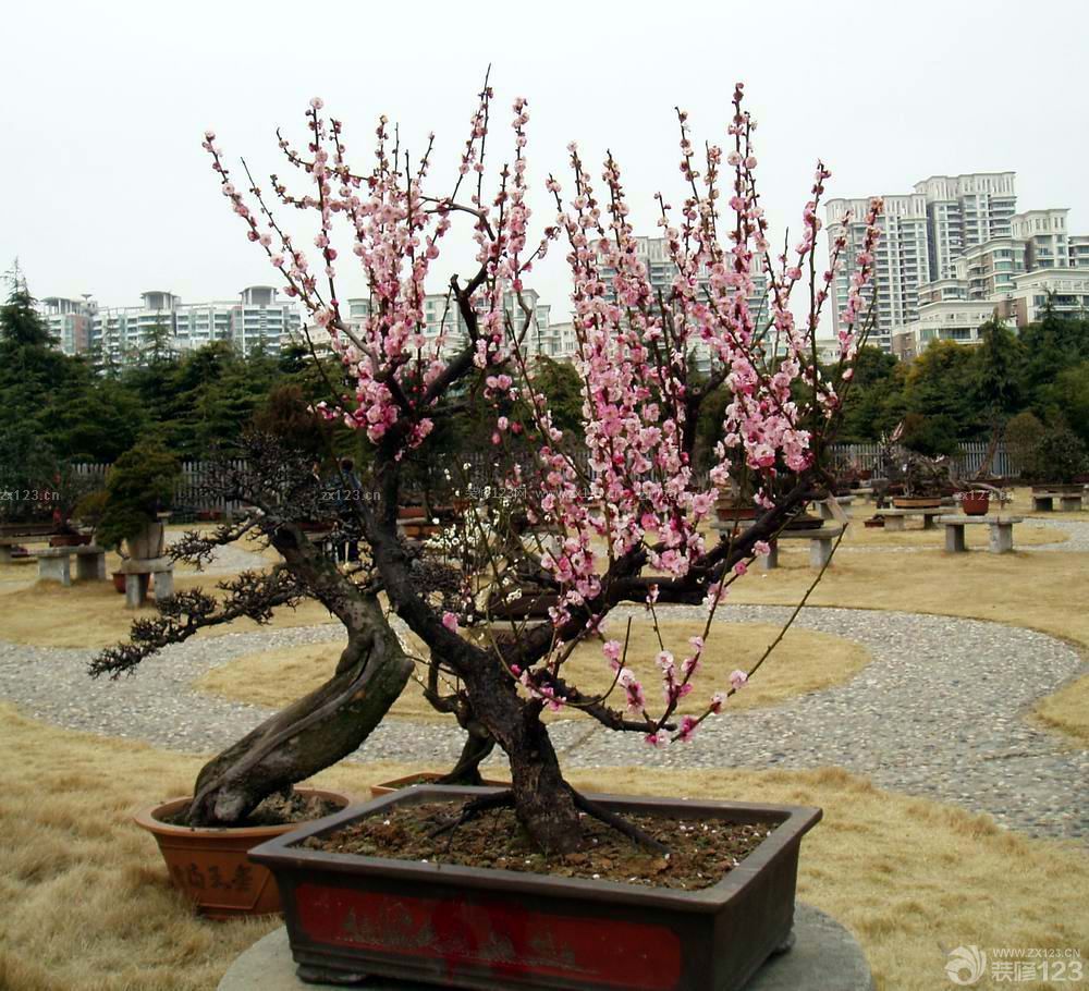 室外臘梅盆景圖片大全