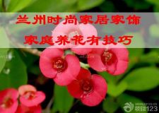 蘭州時尚家居家飾&mdash;&mdash;家庭養(yǎng)花技巧、竅門