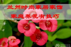 养花风水要点