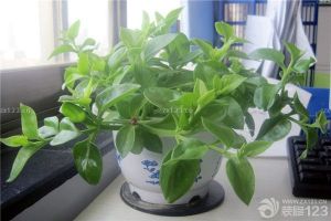 什么植物除甲醛