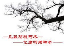 幾段枯枝朽木，也是美得不要不要的~~