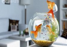 家居風(fēng)水：養(yǎng)魚也有風(fēng)水講究