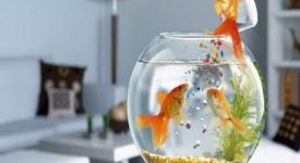 家居風(fēng)水：養(yǎng)魚也有風(fēng)水講究