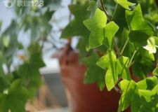 打造客廳好風(fēng)水     這六種綠植不可少