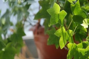 庭院種什么樹風(fēng)水好