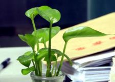白領(lǐng)必知辦公室風(fēng)水植物 營造良好辦公環(huán)境