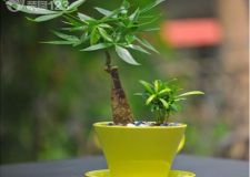 想改善書房風(fēng)水 那就巧用這五大植物