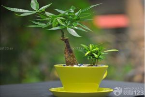 陽臺風(fēng)水之植物大揭秘