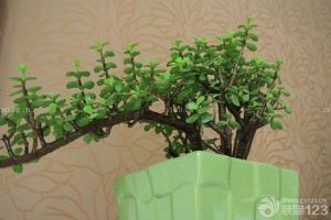 陽臺風(fēng)水之植物大揭秘