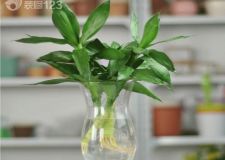 室內擺放植物 要注意風水講究