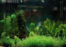 水族箱擺放 要注意風(fēng)水宜忌（一）