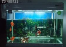 水族箱擺放 要注意風(fēng)水宜忌（二）