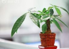 正確擺放植物 提升你的運(yùn)勢(shì)