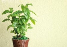 裝飾品擺放有講究 小心犯了財(cái)運(yùn)風(fēng)水