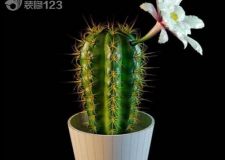 仙人掌不能擺放在家中？ 家居風水有講究