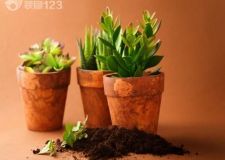 種植綠色植物 要注意風水禁忌