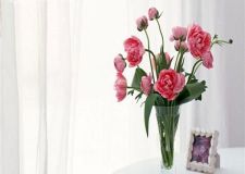 室內(nèi)花卉點(diǎn)綴  打造魅力家居